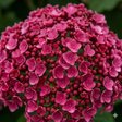 Гортензия древовидная «Ruby Annabelle» (Руби Аннабель)