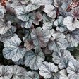 Гейхера «Cinnabar Silver» (Синабар сильвер)