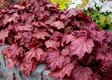 Гейхера «Plum Power» (Плум пауэр)