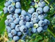 Голубика «Blue Crop» (Блю Кроп)