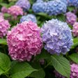 Гортензия крупнолистная «Endless Summer Bloom Star» (Эндлесс Саммер Блум Стар)