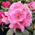 Рододендрон гибридный «Janet Ward» (Джанет Уорд)