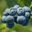 Голубика «Blue Gold» (Блю Голд)