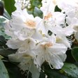 Рододендрон «Cunningham's White» (Каннингем Белый)